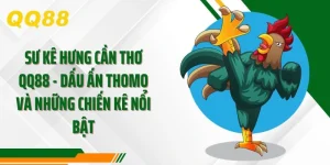 Sư Kê Hưng Cần Thơ - Dấu Ấn Thomo Và Những Chiến Kê Nổi Bật