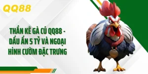 Thần Kê Gà Cú QQ88 - Dấu Ấn 5 Tỷ Và Ngoại Hình Cườm Đặc Trưng